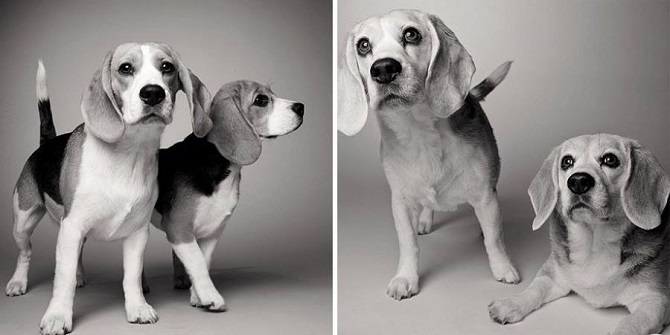 Growing-Up-With-Dogs-5