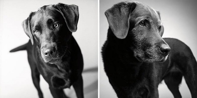 Growing-Up-With-Dogs-8