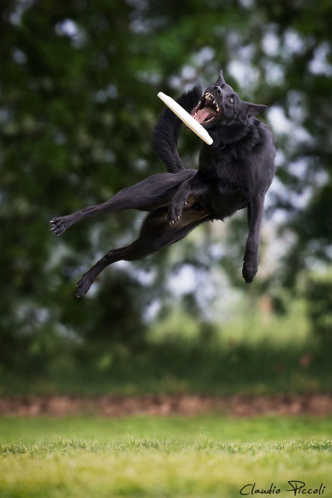 dogs-can-fly-4__880