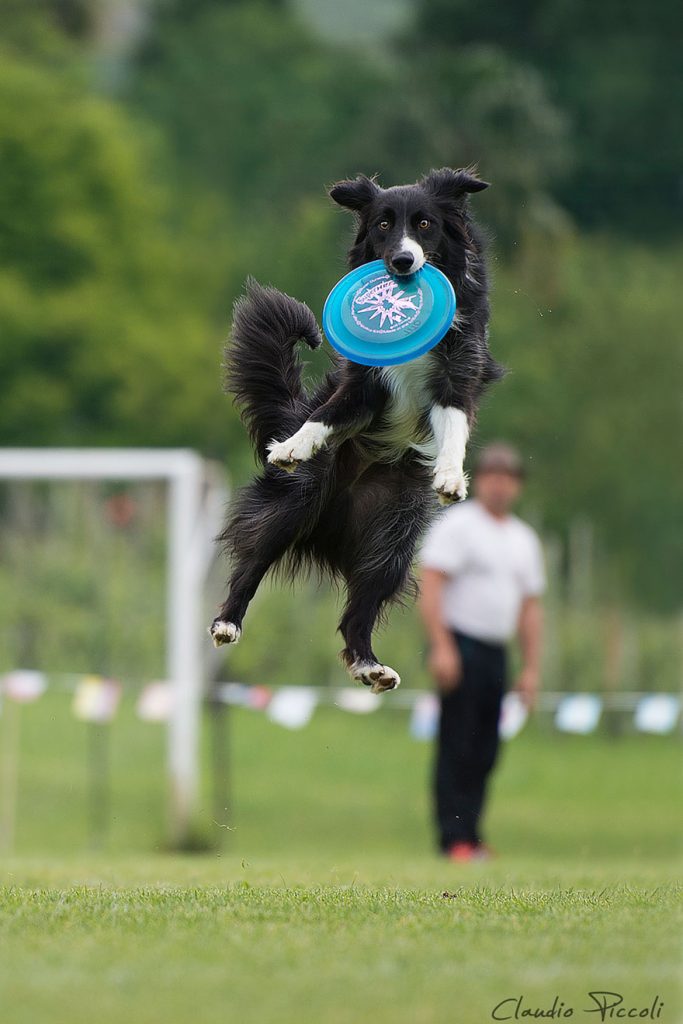 dogs-can-fly-5__880
