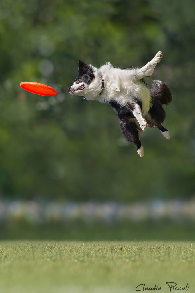 dogs-can-fly-7__880