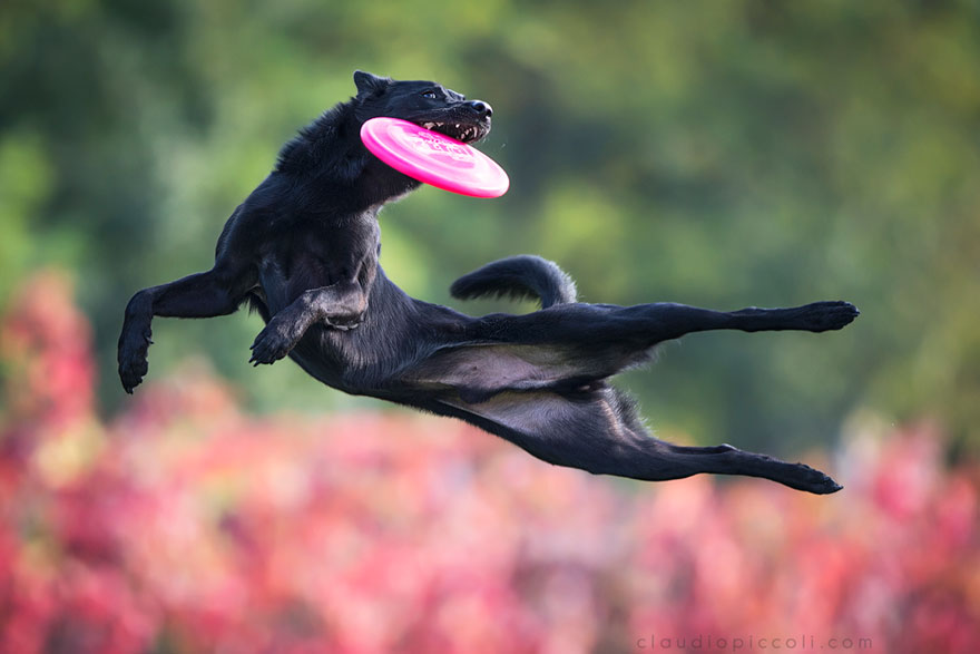 dogs-can-fly__880
